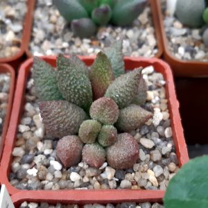 Adromischus marianiae 'herrei' hybrid