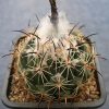 Coryphantha calipensis Axusco, Pue