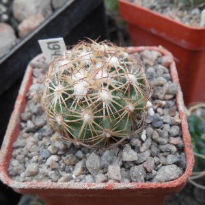 Coryphantha radians SB 679 - Zimapan, H-go, only 12-13 white sp. - MG -