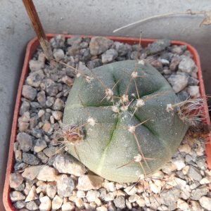 Echinocereus knippelianus