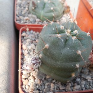 Echinocereus knippelianus