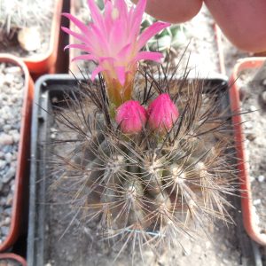 Neoporteria villosa