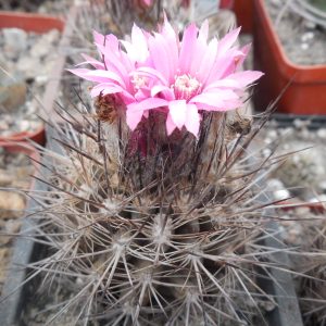 Neoporteria spec.  Piltz № 011.721