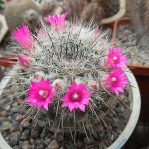 Mammillaria chionocephala (woodsii)