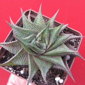 Haworthia limifolia * Fairy Washboard*
