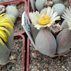 Dinteranthus microspermus -Sperlingsputs- seeds-семена-