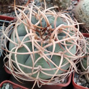 Gymnocalycium cardenasianum v. longispinum -seeds-семена-