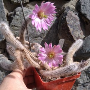 Wilcoxia schmollii -hybr-seeds-семена-