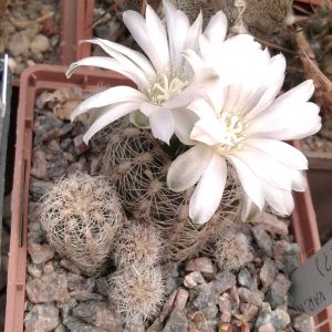 Gymn. andreae v. matzneteri