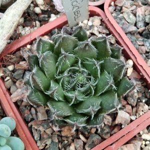 Haworthia arachnoidea -MG- s