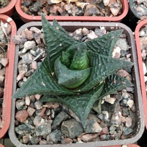 Haworthia limifolia v. nigra -Koehres- s