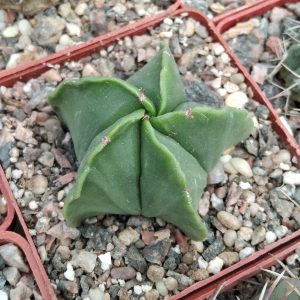 Astrophytum myriostigma v. nudum cv "Kikko" -s