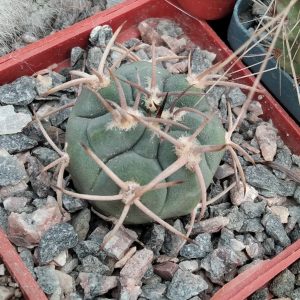 Gymnocalycium castelanosii v. rigidum -Tama- s
