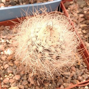 Neoporteria senilis -super white- s