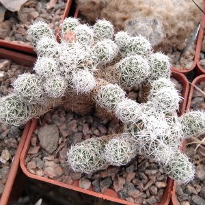 Mammillaria gracilis -s