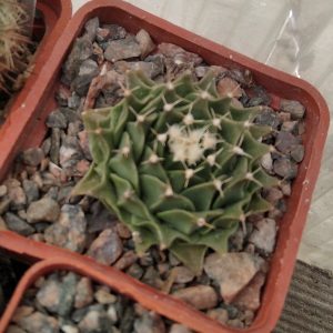 Obregonia denegrii -s