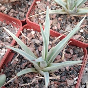 Agave stricta v. minima -s