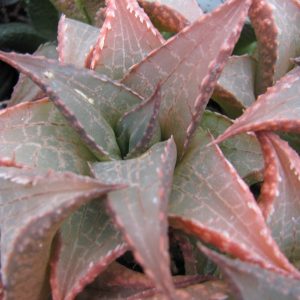 Haworthia tesscellata  IB 6406