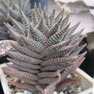 Haworthia limifolia hybr.