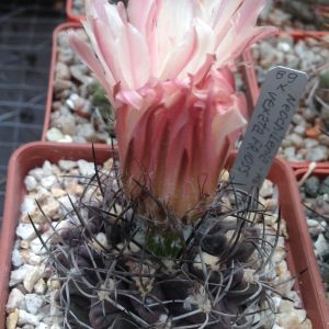 Neochilenia vexata FR1055 -seeds-семена-