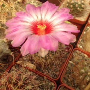 Thelocactus bicolor -hybr- seeds-семена-