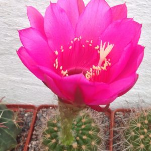 Pseudolobivia kermesina -seeds-семена-