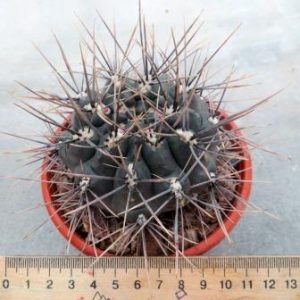 IB16145 gymnocalycium gibbosum v. radovanii
