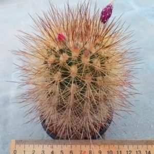 neoporteria . coimasensis KK 1554