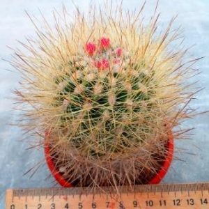 neoporteria multicolor
