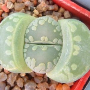 lithops otzeniana c128