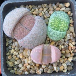 lithops mix