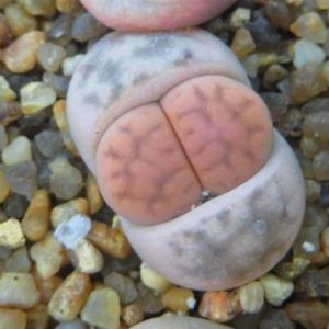 lithops karasmontana opalina