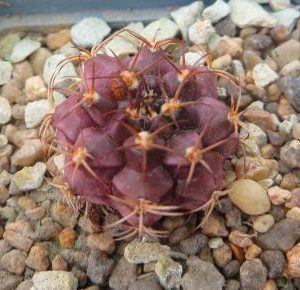 gymnocalycium damsii var. rotundulum