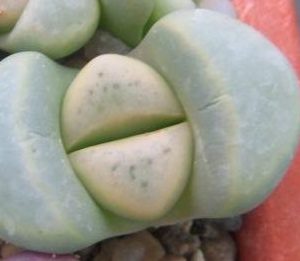 lithops meyeri