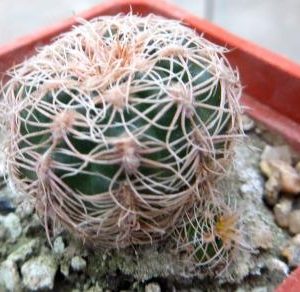 gymnocalycium bruchii