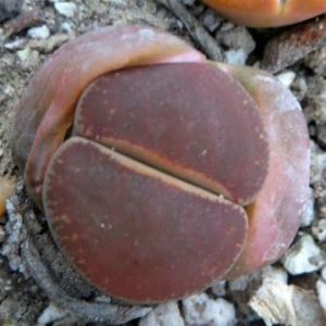 lithops lesliei