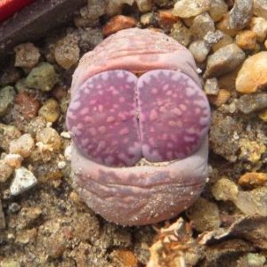 lithops salicola bacchus