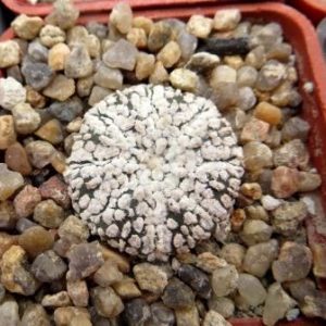 astrophytum super kabuto superwhite