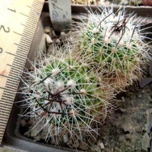 echinofossulocactus zacatecasensis