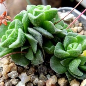 Crassula Dorothii