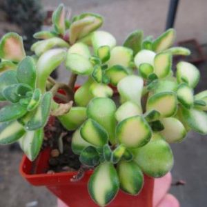 aeonium mini variegata