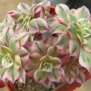 aeonium sunburst cristata