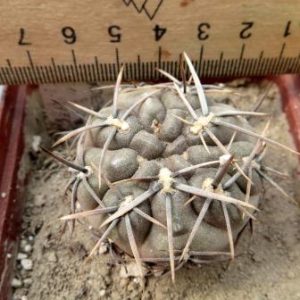 gymnocalycium brachypetalum P101