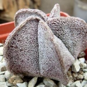 astrophytum coahuilense