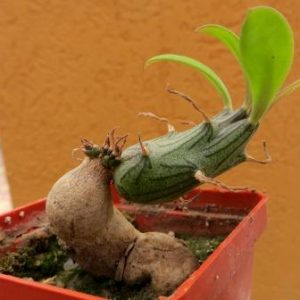 senecio saginata