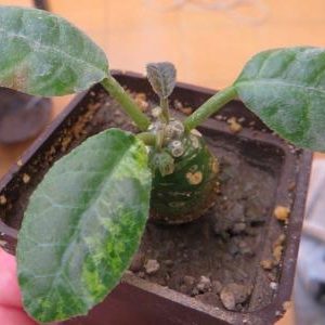 dorstenia foetida variegated