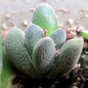 crassula aff tecta ЮАР