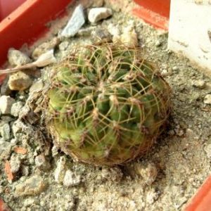 sulcorebutia VS 446 красный цветок