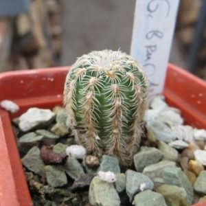 gymnocalycium bruchii
