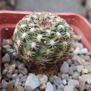 lobivia tiegeliana v. dimorphipetala
